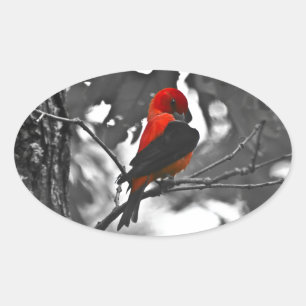 Male Scarlet Tanager Oval Sticker