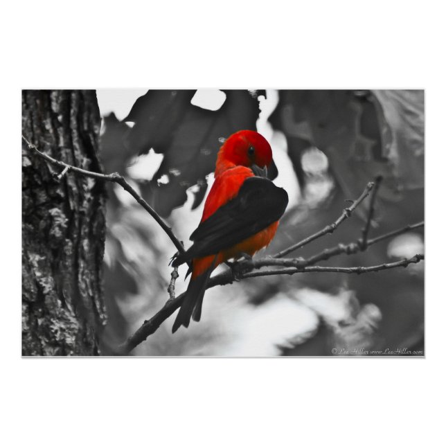 Male Scarlet Tanager Poster (Front)