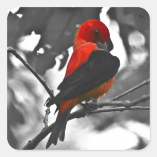 Male Scarlet Tanager Square Sticker