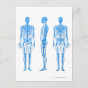 Male Skeleton Postcard