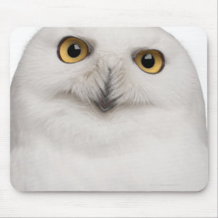Male Snowy Owl (Bubo scandiacus) is a large owl Mouse Mat