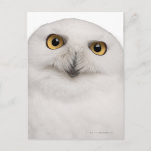 male Snowy Owl (Bubo scandiacus) is a large owl Postcard