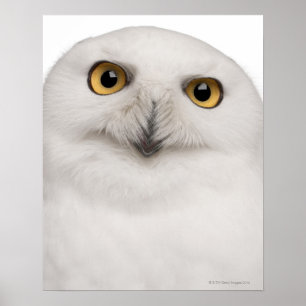 male Snowy Owl (Bubo scandiacus) is a large owl Poster