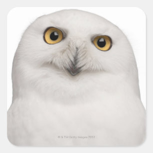 male Snowy Owl (Bubo scandiacus) is a large owl Square Sticker