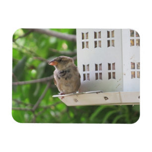 Male Sparrow in Summer Magnet