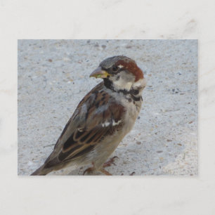 Male Sparrow Postcard