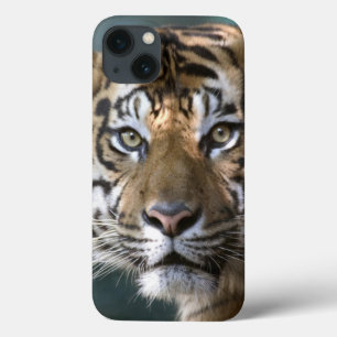 Male Sumatran Tiger (Panthera tigris sumatrae) iPhone 13 Case