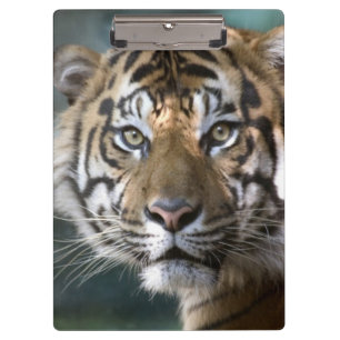 Male Sumatran Tiger (Panthera tigris sumatrae) Clipboard