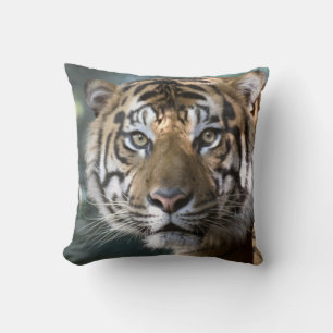 Male Sumatran Tiger (Panthera tigris sumatrae) Cushion