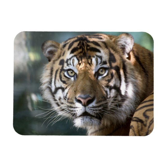 Male Sumatran Tiger (Panthera tigris sumatrae) Magnet (Horizontal)