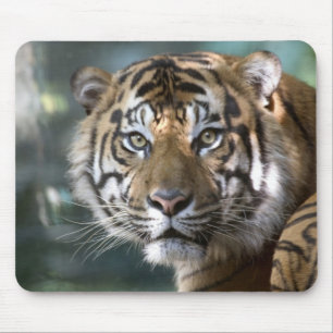 Male Sumatran Tiger (Panthera tigris sumatrae) Mouse Mat