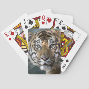Male Sumatran Tiger (Panthera tigris sumatrae) Playing Cards
