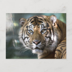 Male Sumatran Tiger (Panthera tigris sumatrae) Postcard