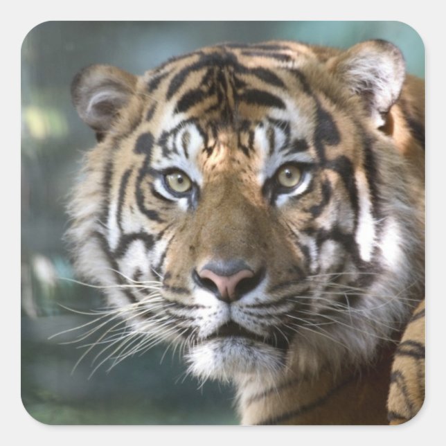 Male Sumatran Tiger (Panthera tigris sumatrae) Square Sticker (Front)