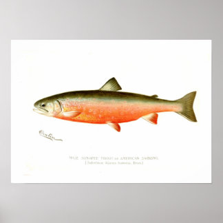 Male Sunapee Trout Poster