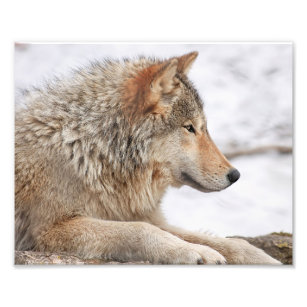 Male Timber Wolf in Snow Close Up Photo Print