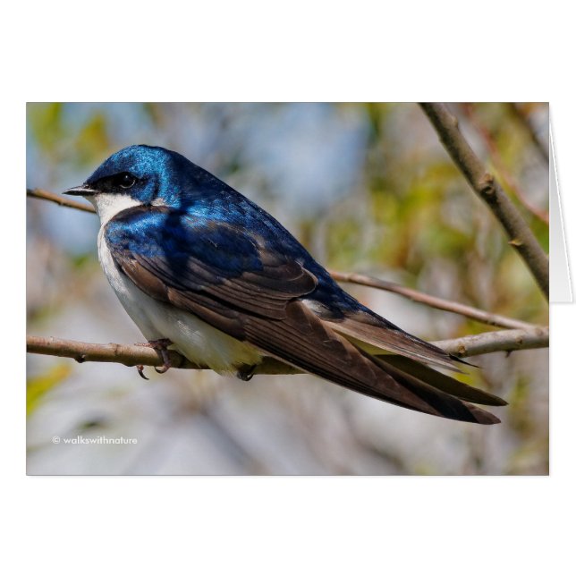 Male Tree Swallow on a Tree (Front Horizontal)