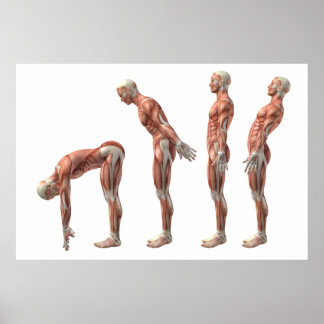 Male trunk flexion, extension & hyperextension poster