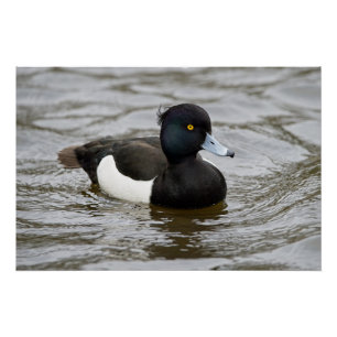 Male tufted duck poster