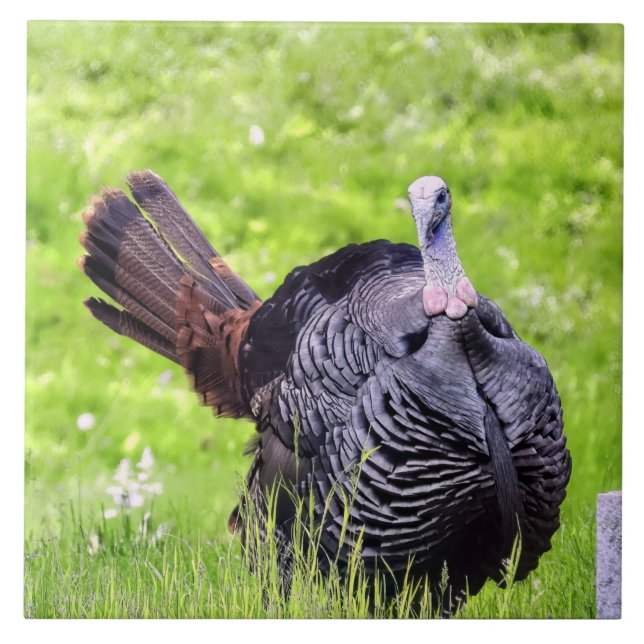 Male Turkey Close Up  Tile (Front)
