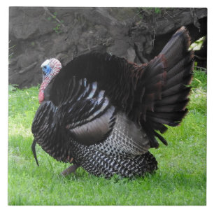 Male Turkey Displaying Tail Feathers Close Up  Tile