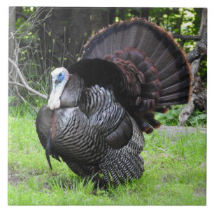 Male Turkey Displaying Tail Feathers Close Up  Tile
