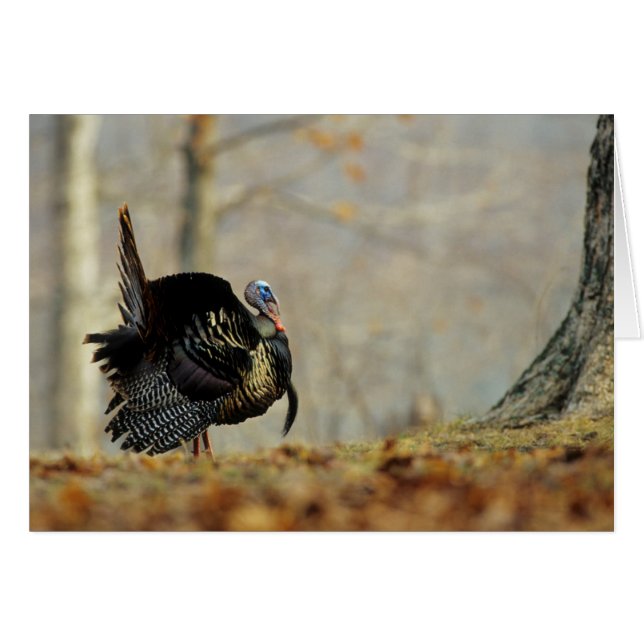 Male turkey strutting, Illinois (Front Horizontal)