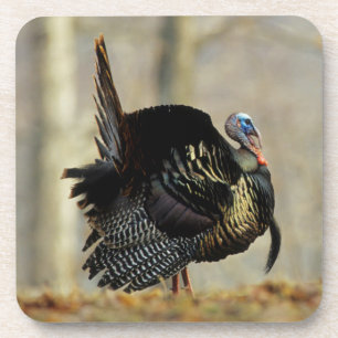 Male turkey strutting, Illinois Coaster