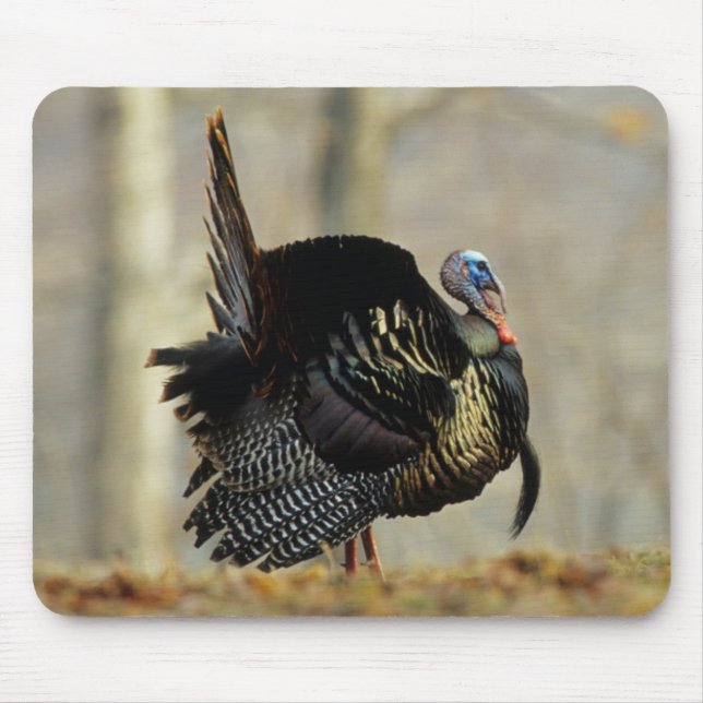 Male turkey strutting, Illinois Mouse Mat (Front)