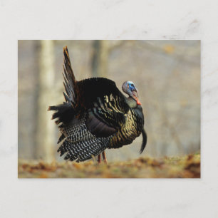 Male turkey strutting, Illinois Postcard