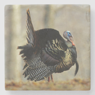 Male turkey strutting, Illinois Stone Coaster