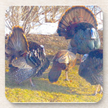 Male Turkeys in Heat and a Lady. Photo
