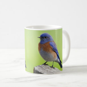 Male Western Bluebird Mug