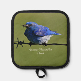 Male Western Bluebird With Bugs Pot Holder