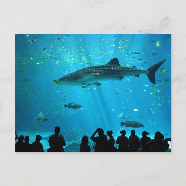 Male Whale Shark at Georgia Aquarium Postcard (Front)