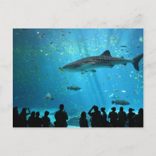 Male Whale Shark Postcard