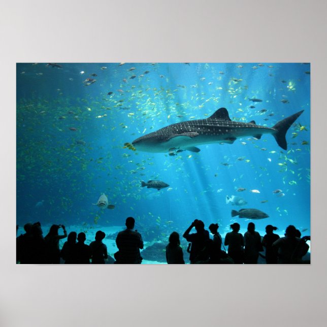 Male Whale Shark Poster (Front)