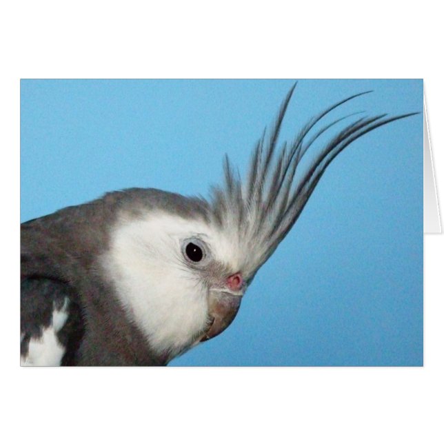 Male Whiteface Cockatiel (Front Horizontal)