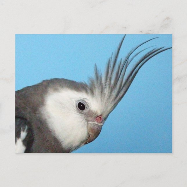 Male Whiteface Cockatiel Postcard (Front)