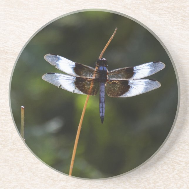 Male Widow Skimmer Dragonfly Coaster (Front)