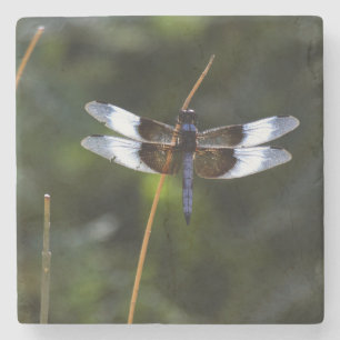 Male Widow Skimmer Dragonfly Stone Coaster