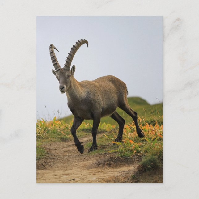 Male wild alpine, capra ibex, or steinbock postcard (Front)