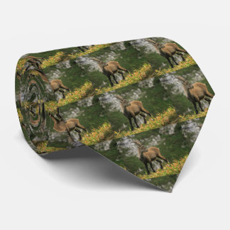 Male wild alpine, capra ibex, or steinbock tie