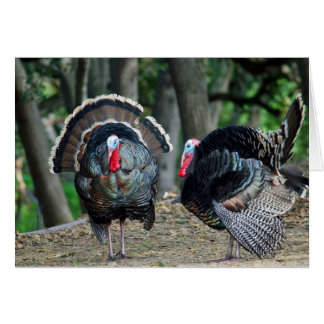 Male wild turkey puffed up to impress