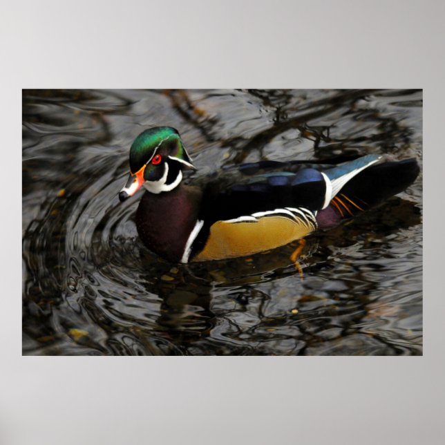 Male Wood Duck At Crystal Springs Rhododendron Poster (Front)