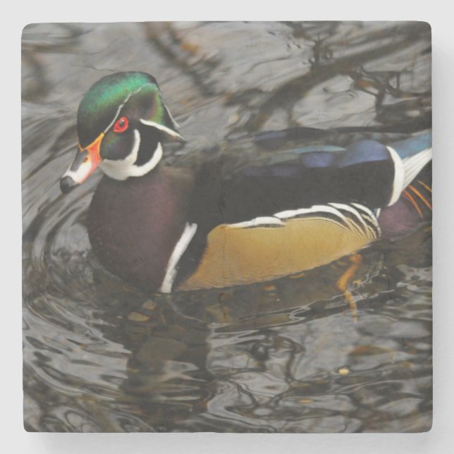 Male Wood Duck At Crystal Springs Rhododendron Stone Coaster (Front)