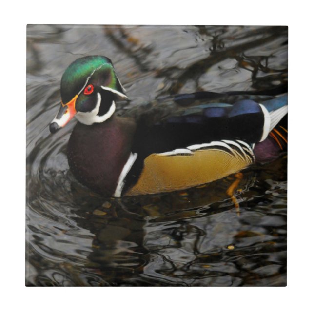 Male Wood Duck At Crystal Springs Rhododendron Tile (Front)