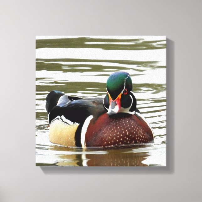 MALE WOOD DUCK CANVAS PRINT (Front)