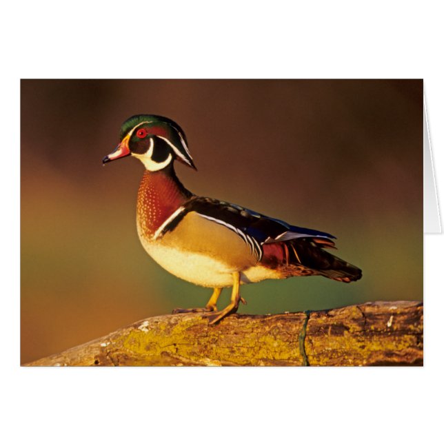 Male wood duck, Illinois (Front Horizontal)