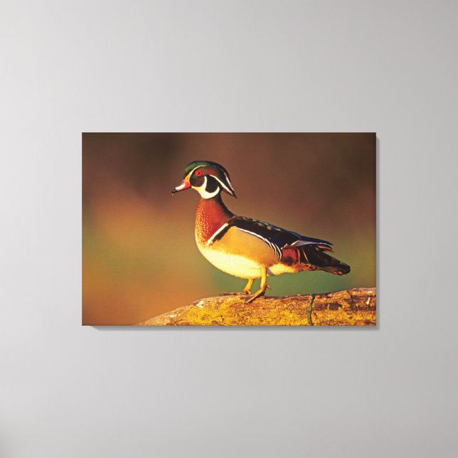 Male wood duck, Illinois Canvas Print (Front)
